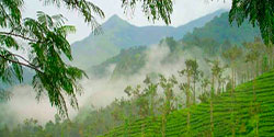 wayanad